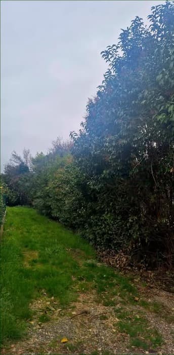 La haie de photinias avant taille, refermée sur l’allée engazonnée