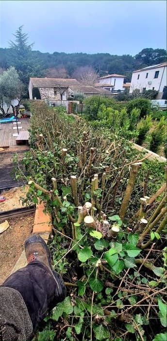La haie rabattue à hauteur d’appui, côté terrasse