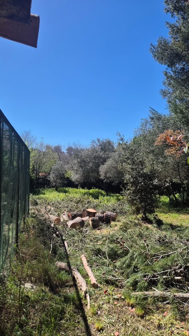 Parcelle dégagée après intervention, bois façonné en rondins au pied des oliviers