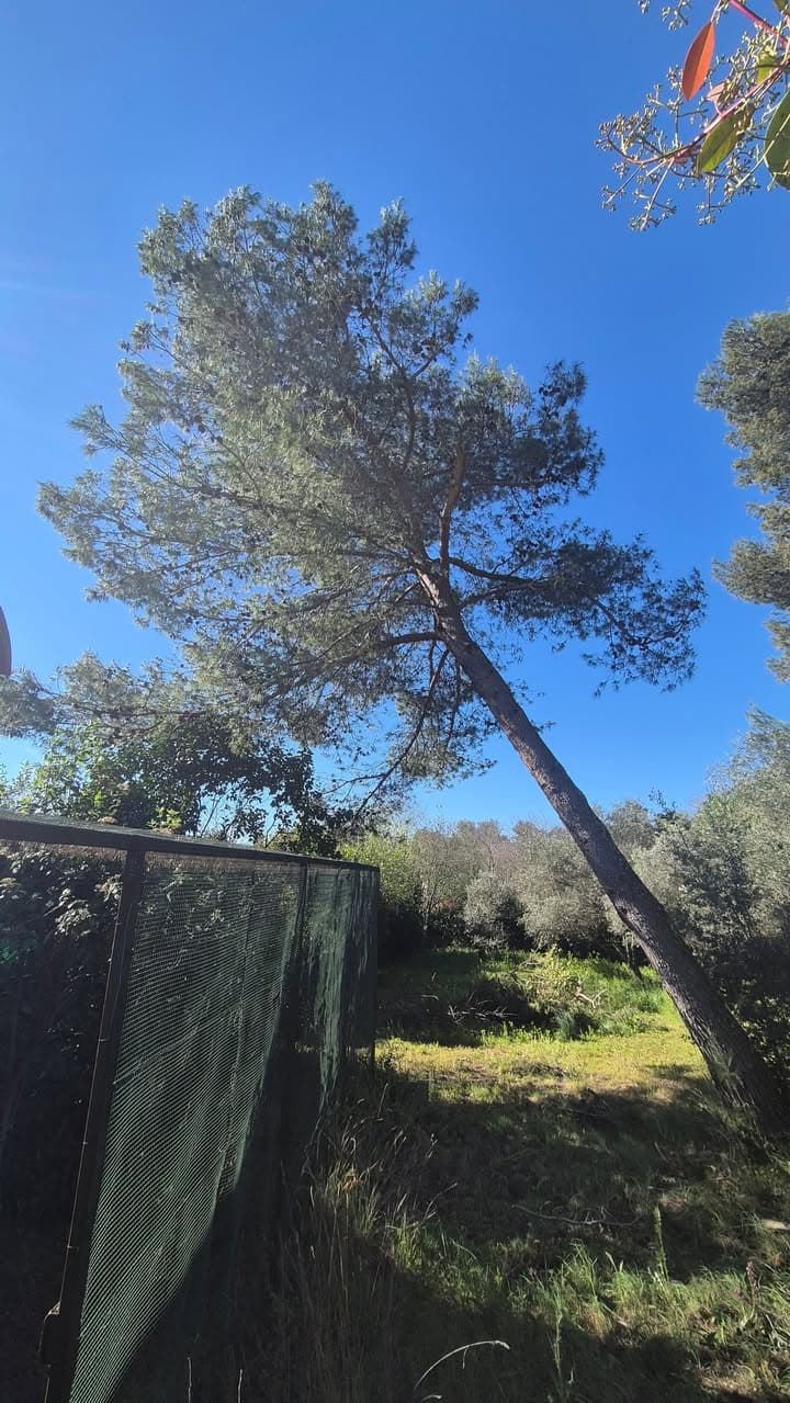 Grand pin d’Alep incliné au-dessus d’une parcelle bordée d’oliviers